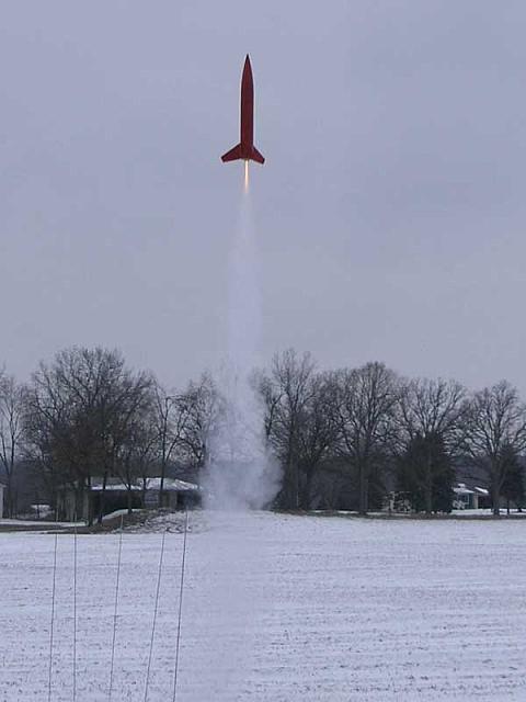 Roger's Wren on a D12